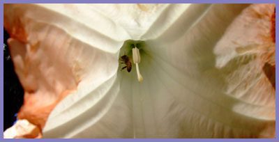 A close up of the flower petals and stamen.